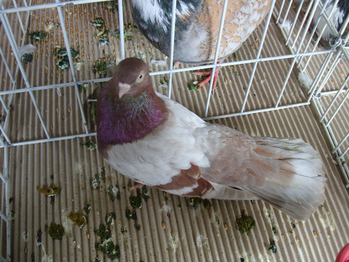 DSC02264 - u EXPOOZITIE SI TARG BRASOV FEB 2013