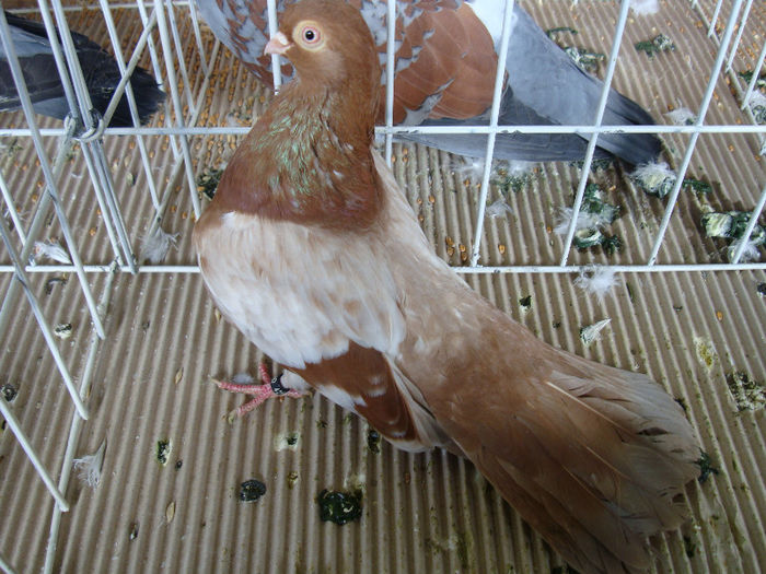 DSC02265 - u EXPOOZITIE SI TARG BRASOV FEB 2013