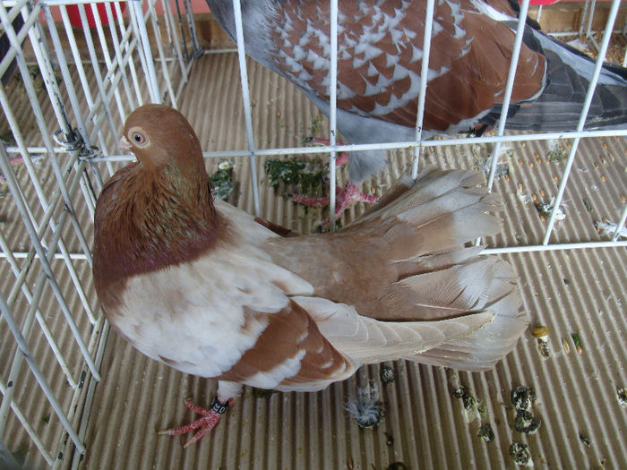 DSC02266 - u EXPOOZITIE SI TARG BRASOV FEB 2013