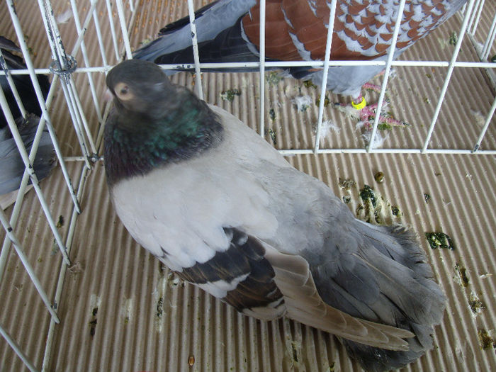 DSC02267 - u EXPOOZITIE SI TARG BRASOV FEB 2013