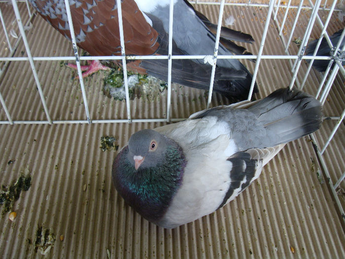 DSC02268 - u EXPOOZITIE SI TARG BRASOV FEB 2013