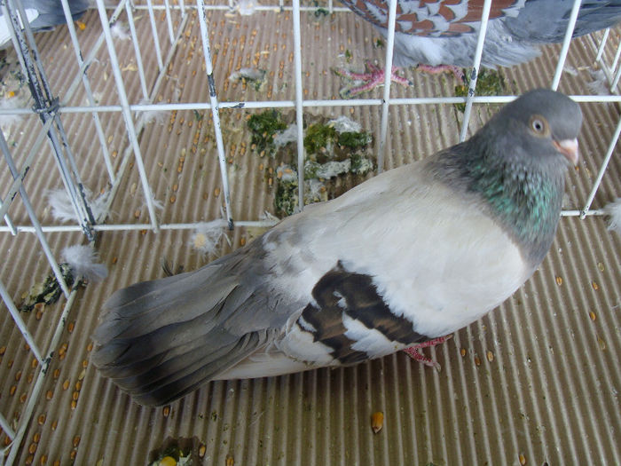 DSC02270 - u EXPOOZITIE SI TARG BRASOV FEB 2013