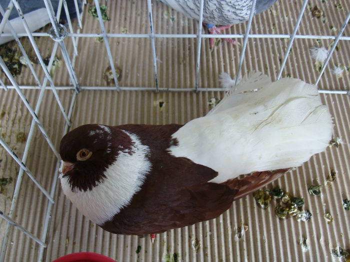 DSC02274 - u EXPOOZITIE SI TARG BRASOV FEB 2013