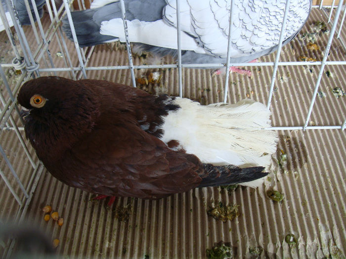 DSC02276 - u EXPOOZITIE SI TARG BRASOV FEB 2013