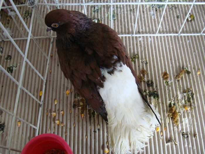 DSC02277 - u EXPOOZITIE SI TARG BRASOV FEB 2013