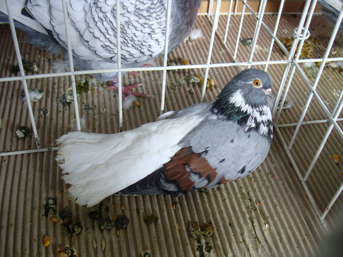 DSC02279 - u EXPOOZITIE SI TARG BRASOV FEB 2013