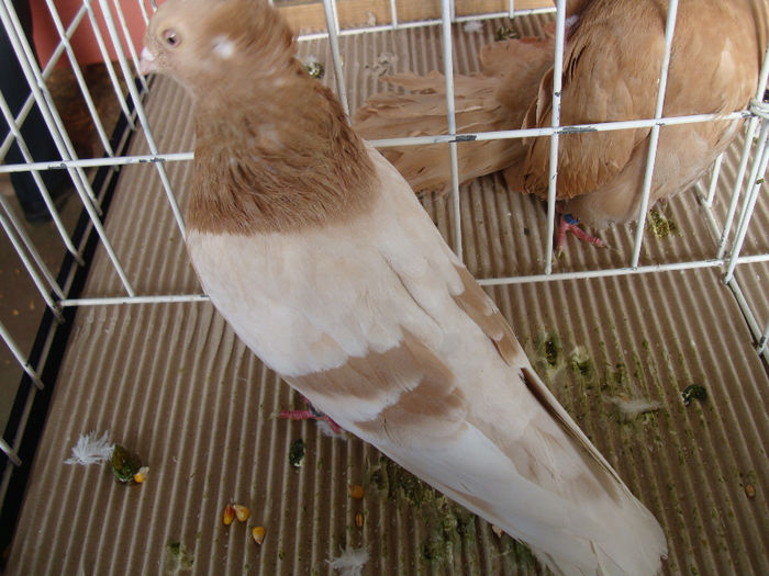 DSC02294