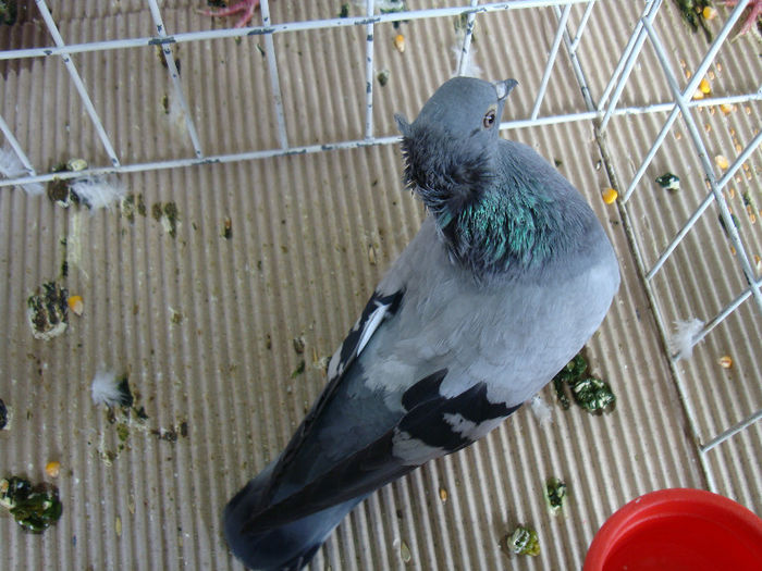 DSC02299