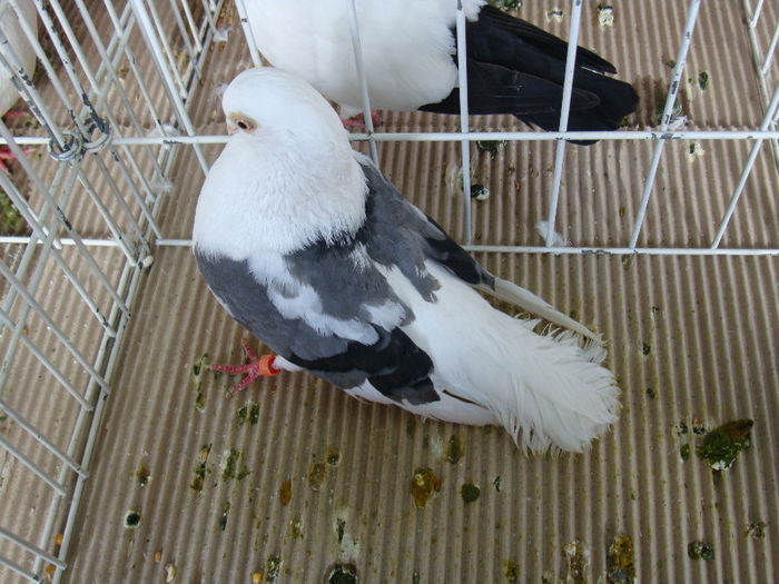 DSC02333