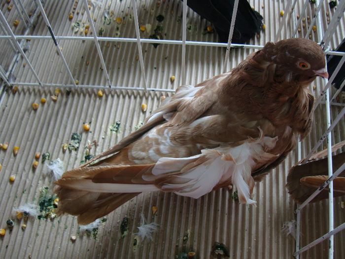 DSC02447