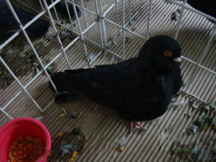 DSC02448