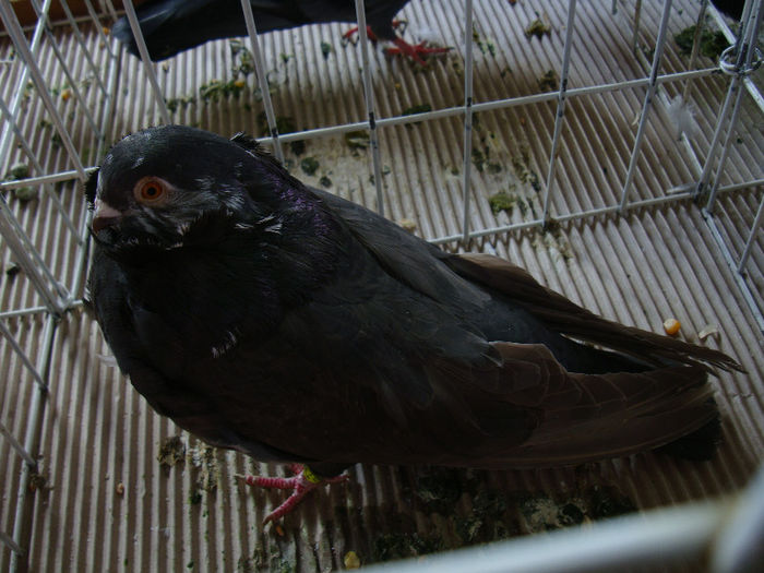 DSC02452