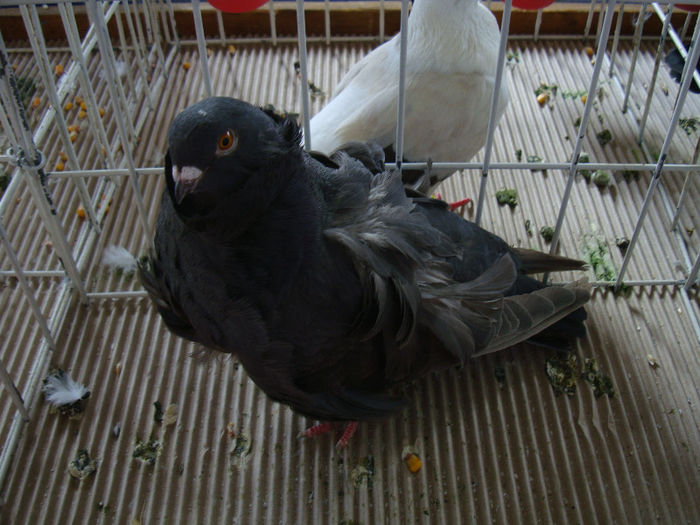 DSC02453