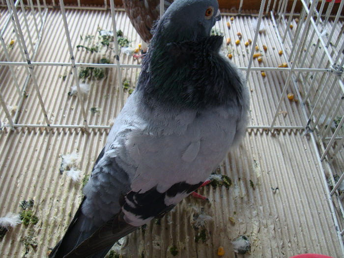 DSC02454