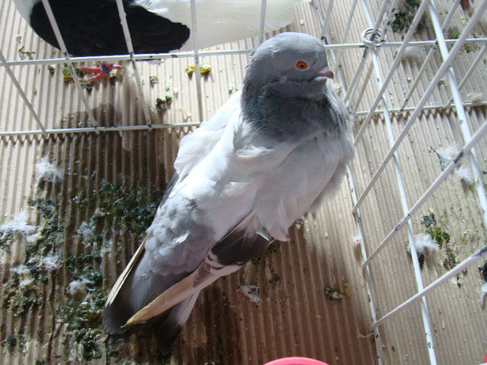 DSC02455