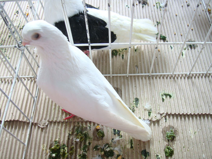 DSC02461