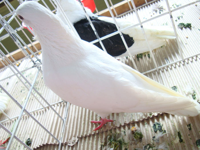 DSC02462