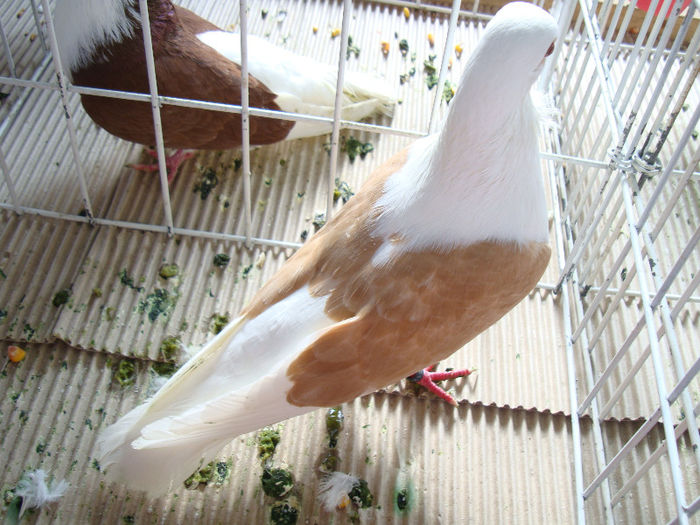 DSC02464
