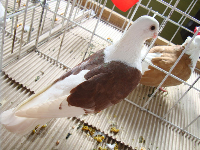 DSC02466