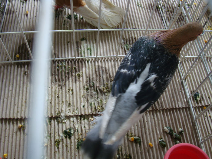 DSC02480