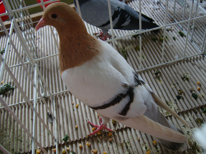 DSC02484