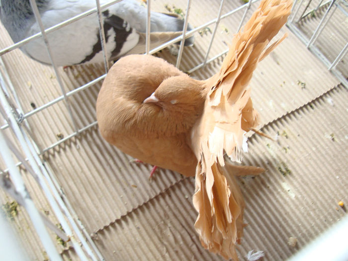 DSC02497