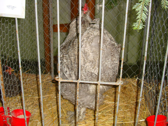 DSC02530