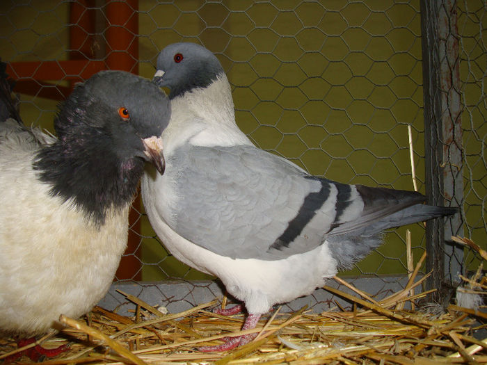 DSC02532