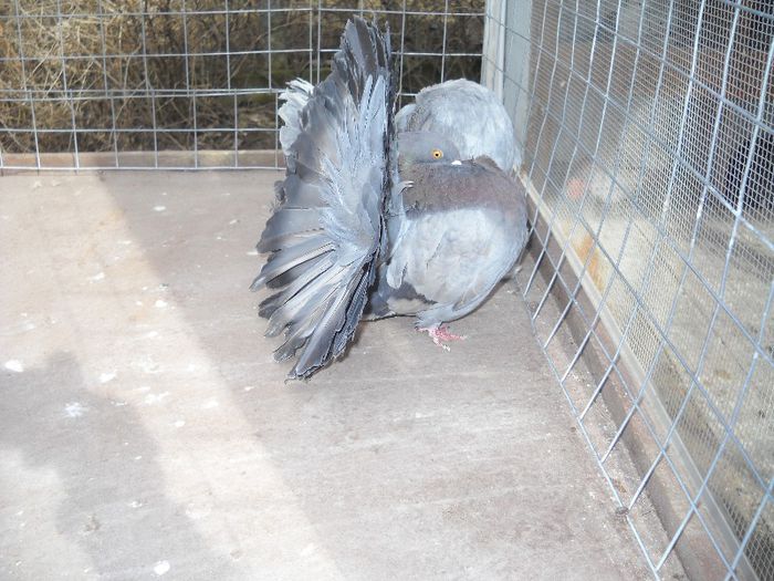 23 FEB 009