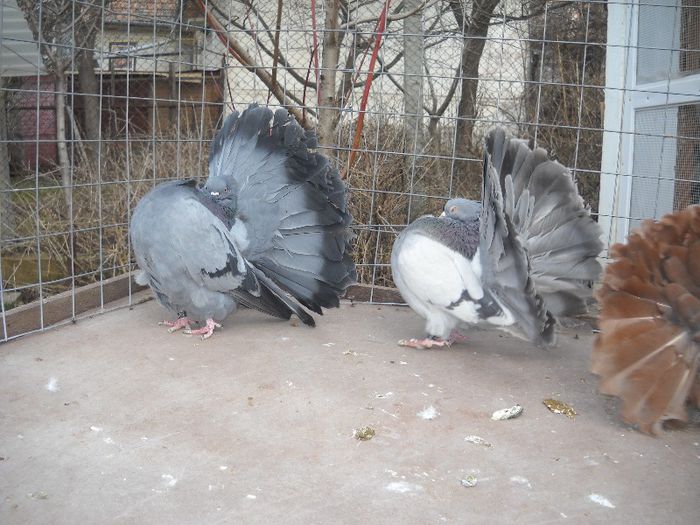 femela stanga import Lorenz,mascul dreapta import Ungaria