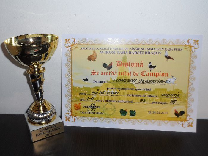 Expo Brasov 2013-Campion - 2 Cupe si Diplome