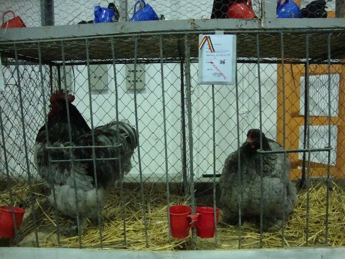 DSC02437 - Comarnic 2013 22-24 Februarie