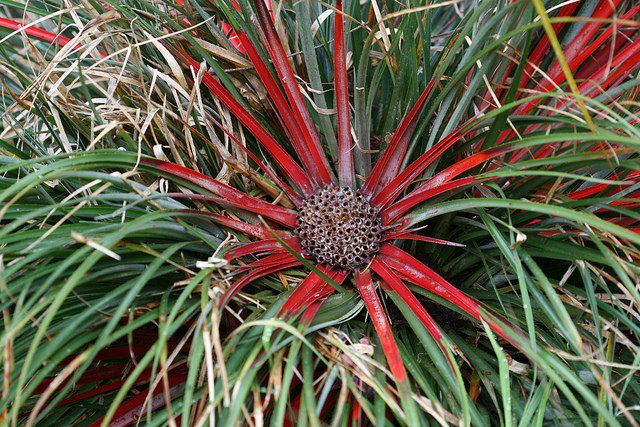 FASCICULARIA PITCAIRNIFOLIA