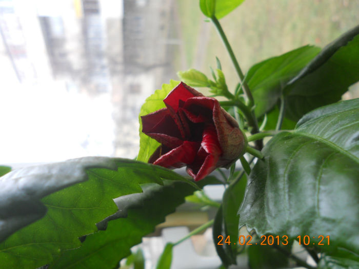 DSCN2679