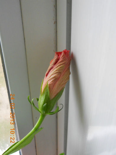 DSCN2681