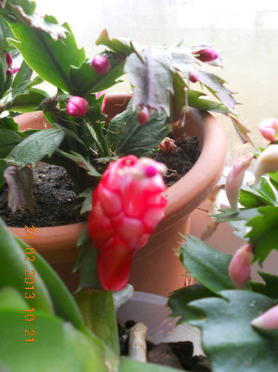 DSCN2680 - Schlumbergera 2012-2013