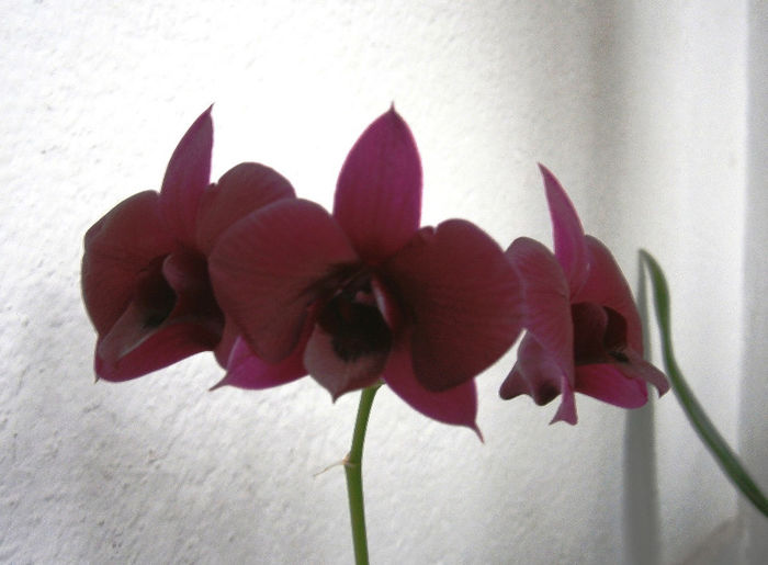 P2240003 - Reinfloriri orhidee 2013