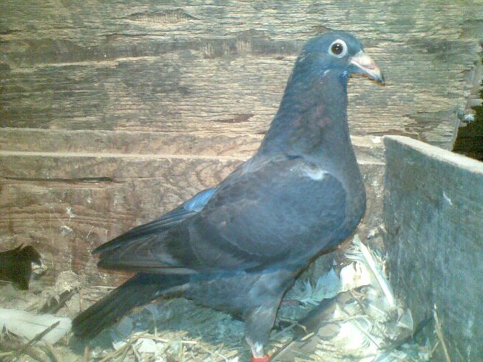 primul pui din 2013 - Voiajori