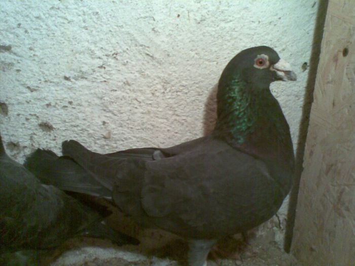 23022013(009) - Voiajori