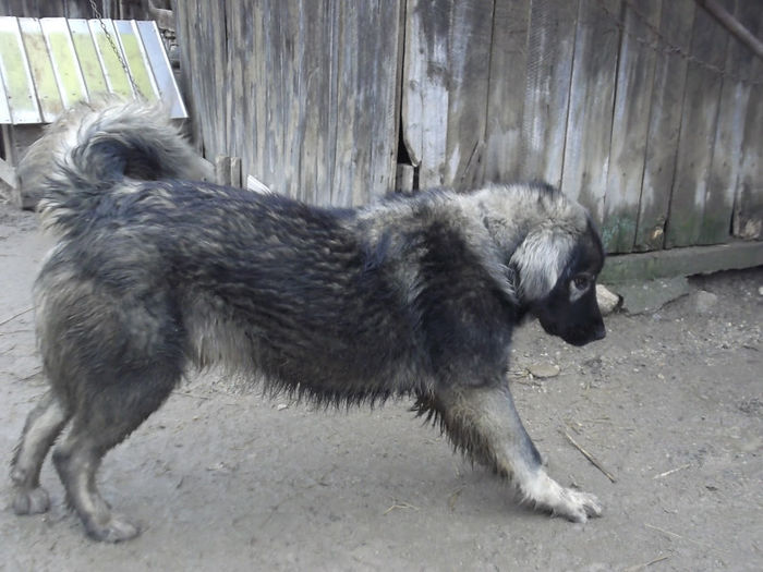 PE 10-02-2013 A FACUT UN AN