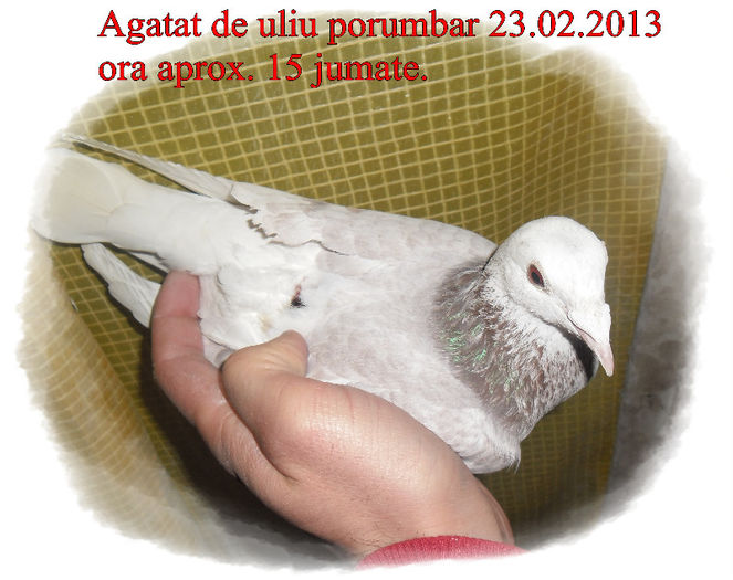 SAM_2582 - Agatati de uliu