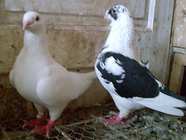 PERECHE