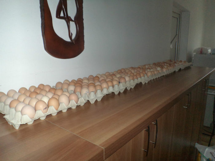 preincalzirea   24h prima si ultima incubare