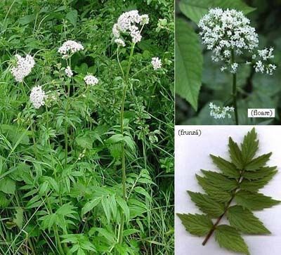 valeriana