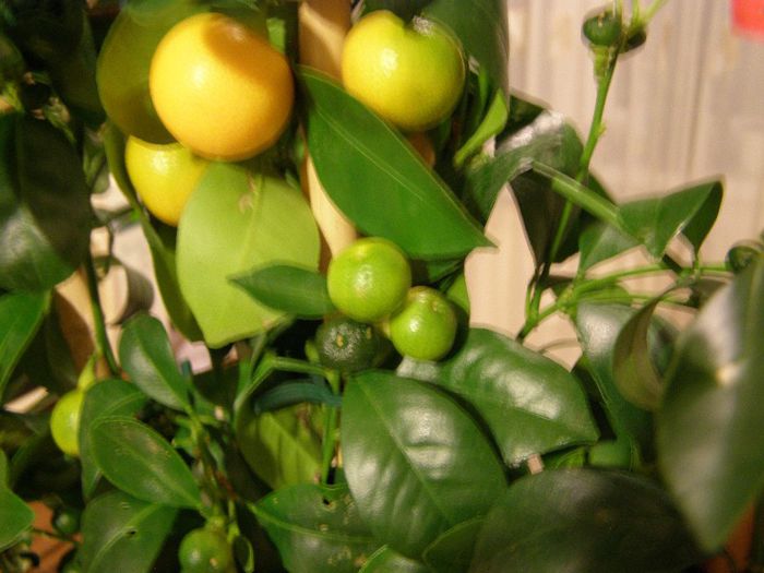 Calamondin