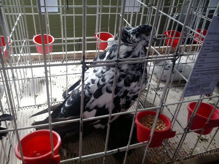 2013-02-23 11.05.16 - Expozitie Brasov