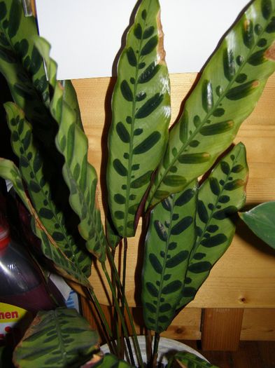 Calatheia