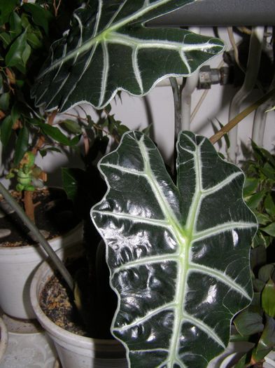 Alocasia