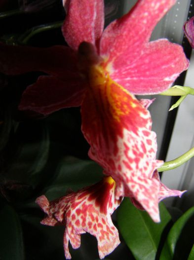 Orhidee - 2012 Primul album cu flori