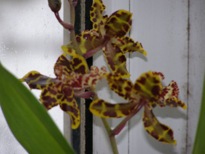 Alta orhidee - 2012 Primul album cu flori